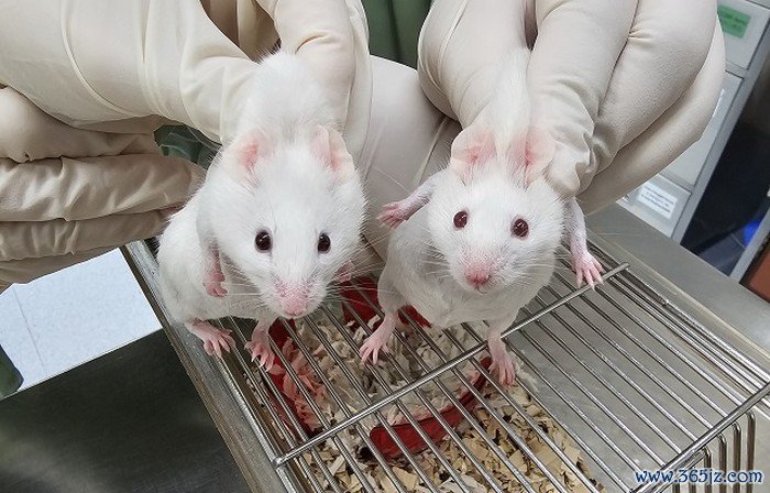 Tikus di sebelah kiri adalah seekor chimeric dengan mata gelap dan bercak bulu hitam, hasil sel induk yang berasal dari gen Choanoflagellate Sox. Tikus tipe liar di sebelah kanan memiliki mata merah dan bulu serba putih.