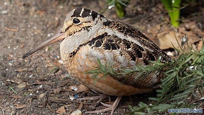 Burung American Woodcock